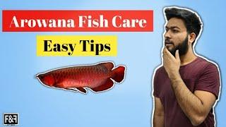 Watch this Before you Buy an Arowana | Arowana Care & Guide |