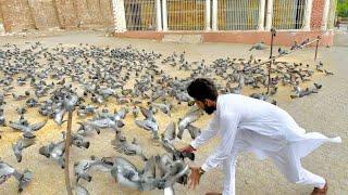 Aaj Road se kabutar pakad liya  || How to catch pigeon ||