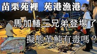 急！船長，我吃了劇毒的剝皮魚，要衝急診室嗎？資深船長告訴你，為什麼螃蟹怕蚊子？ #長尾革單棘魨  #掃帚竹 #牽金線魚 #綠鰭魚 #白肉蒜 #苑港漁港