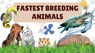 10 Fastest Reproducing Animals Of World | Health Related Facts | Dr. Raja Shad #breeding #wildlife