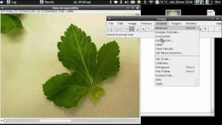 Tutorial ImageJ: medir área foliar