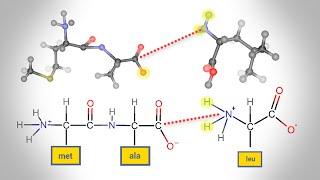 Peptide Bond Formation | Animation