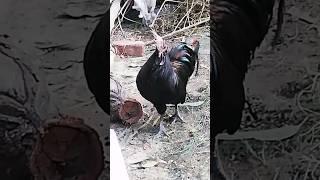 ayam cemani #trending #ytshorts #feedshorts #pets #hens