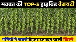 Makka ki TOP - 5 Variety | Summer season | makka ki kheti | makka hybrid seeds