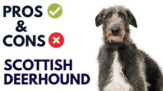 Scottish Deerhound Pros and Cons | Scottish Deerhound Advantages and Disadvantages