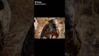 HYENA TRIBUTE!!! (Mostly female's)