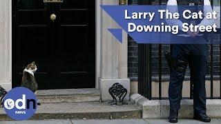 Larry The Cat at Downing Street for crunch Cabinet meeting