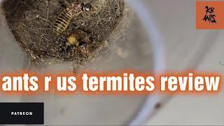 Ants r us Termites Review/Unboxing | Pericapritermes