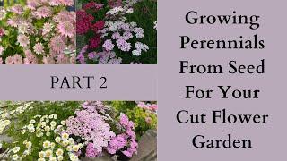 Growing Cut Flower Perennials From Seed Part 2