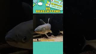 草魚我到底要怎么游人類才能不吃我啊#草魚 #脆肉鯇 #西湖醋魚 #娛樂評論大賞