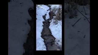 Snow Bushcraft Camping, Stream Of Melted Snow