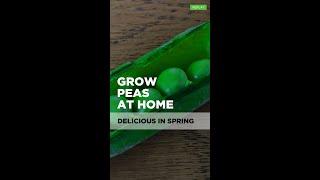 How to Grow Pea