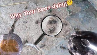 Why Your Bees Dying | Bees Ko Bachane Ka Ilaaj | Beekeeping At Home