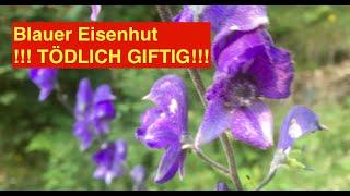 Blauer EISENHUT !!! GIFTPFLANZE!!! | Aconitum napellus | Christoph Pollak