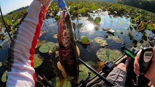 Snakehead in the "Jungle"  Fishing Pad Field Forests for BIG Snakehead 