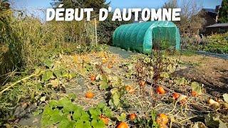 C'est l'automne !  Visite du potager : encore beaucoup de belles récoltes a venir...