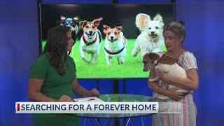 SPCA East Texas: Pet of the Week: Molly