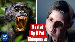 Chimpanzee Attack | The Story of Travis The Chimp and Charla Nash | Well, I Never