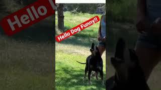 Dog says hello! Funny #shorts