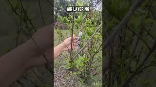 Air layering #agriculture #horticulture #fruit #jrf #education #ytshorts #upcatet #phd #srf