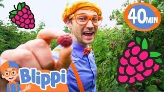 Blippi Visits a Raspberry Farm! | BEST OF BLIPPI TOYS | Food Videos for Kids | Healthy Habits