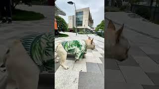 法斗玩儿滑板居然会下楼梯，惊呆路人#犬 #法斗 #dog