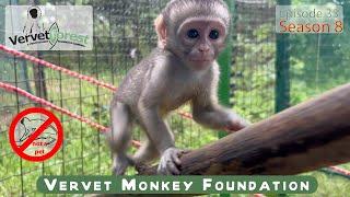 Orphan monkey Kris’s plea for a foster mom! Will she be rejected? Shelby’s scared stays away.