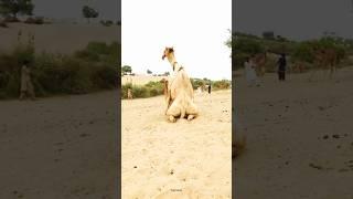 Male and Female Camel Mating