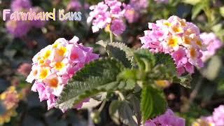 Beautiful Lantana Camara | Lantana mix Color. Pink, white and yellow. [ Farmhand Bans ]