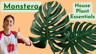 Monstera Deliciosa Complete Care ! How To Grow Well Houseplant Basics