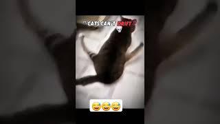 cats drifting #cat #funny #edit #cute #drift