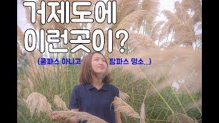 거제도 현지인이 알려주는 팜파스 사진 맛집 (feat. 토박이도 이제서야 발견)