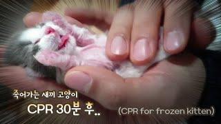 CPR for frozen baby kitten.