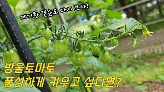 방울토마토 풍성하게 키우고 싶다면 요것 3가지만 따라하세요! 토마토 2세를 손쉽게 만드는 방법까지 손쉬운 토마토 키우기의 정석!