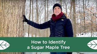 How to Identify a Sugar Maple Tree