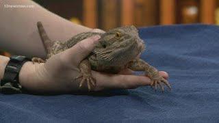 Shelter Sunday: Meet Charizard, a bearded dragon