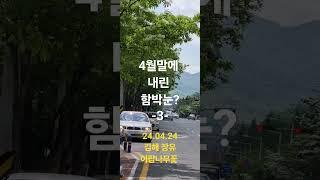 24.04.24.김해장유의 가로수 이팝나무꽃-3-