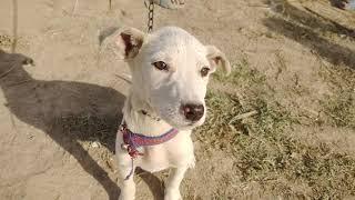 Cute Puppy | Dog Baby | White Dog Baby | Discover With Noman