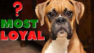 TOP 10 Most Loyal Dog Breeds In THE WORLD!!