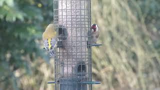 Greenfinch, Goldfinch, Bluetit (Cameo)