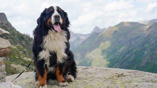 Signs you have a real Bernese Mountain Dog