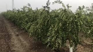 Plantacion de Olivar Superintensivo  variedad Arbosana de Agromillora