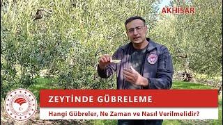 ▶️ Zeytinde Gübreleme: Hangi Gübre Çeşitleri, Ne Zaman ve Nasıl Verilmeli?