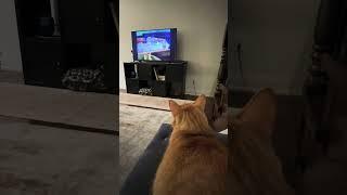 My Cat obsessed with Tom n jerry show #cat #tomandjerry #shorts #ytviral