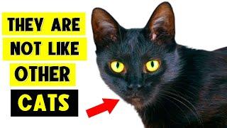 9 SURPRISING FACTS ABOUT BLACK CATS! ‍⬛ (I Bet You Don’t Know Them All!)