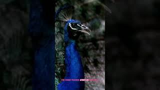 #StunningPeacocks: Discover the Top 5 Most Beautiful Peacock Species