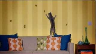 TV Commercial - Friskies - Seafood Sensations - Shadows - Your Pet Our Passion