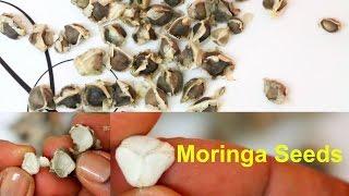 Moringa Seeds Health Benefits | How to Eat Moringa Oleifera Seeds