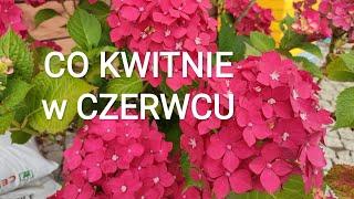 Co Kwitnie w Czerwcu