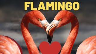 All About Flamingos for Kids: Diet, Habitat, Characteristics | Animal Lesson For Kids